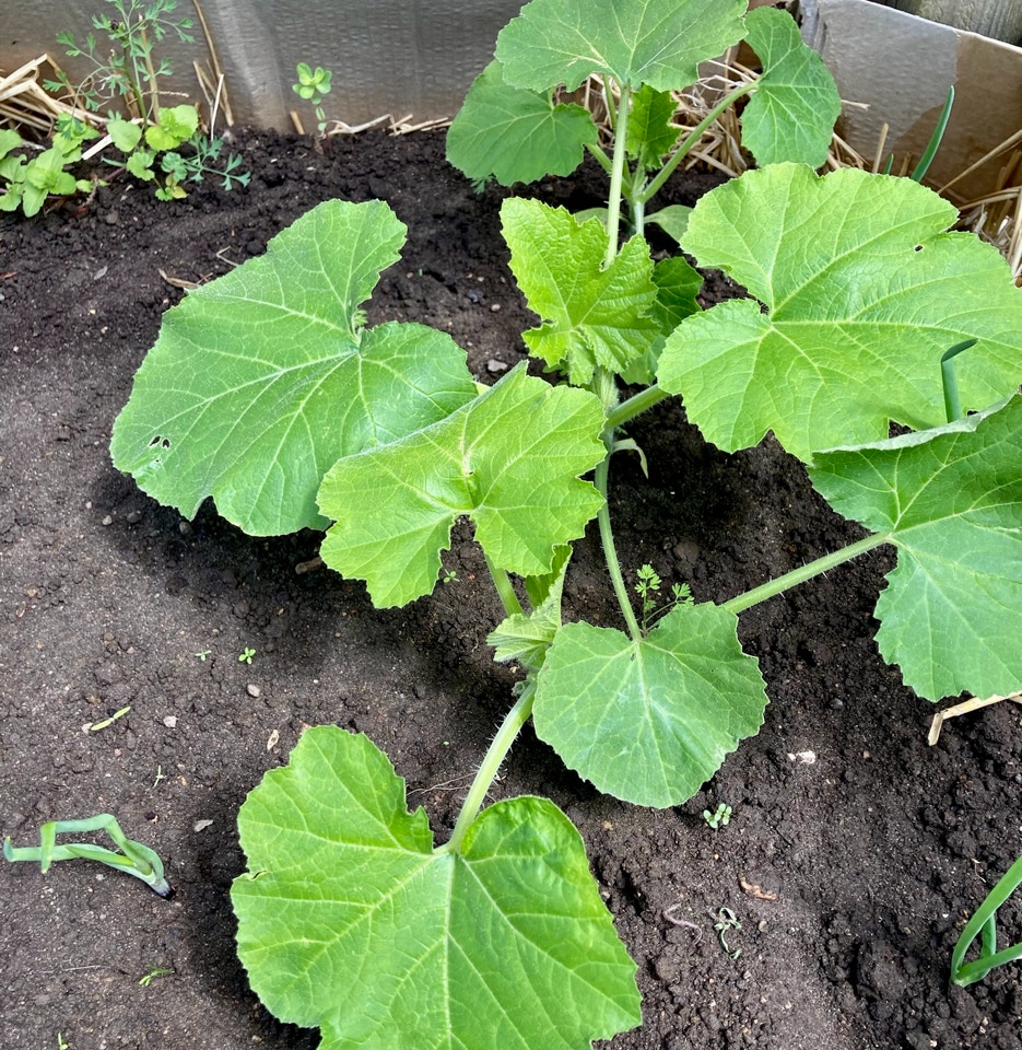 Vintersquash, Cucurbita pepo ‘Mashed Potato’  