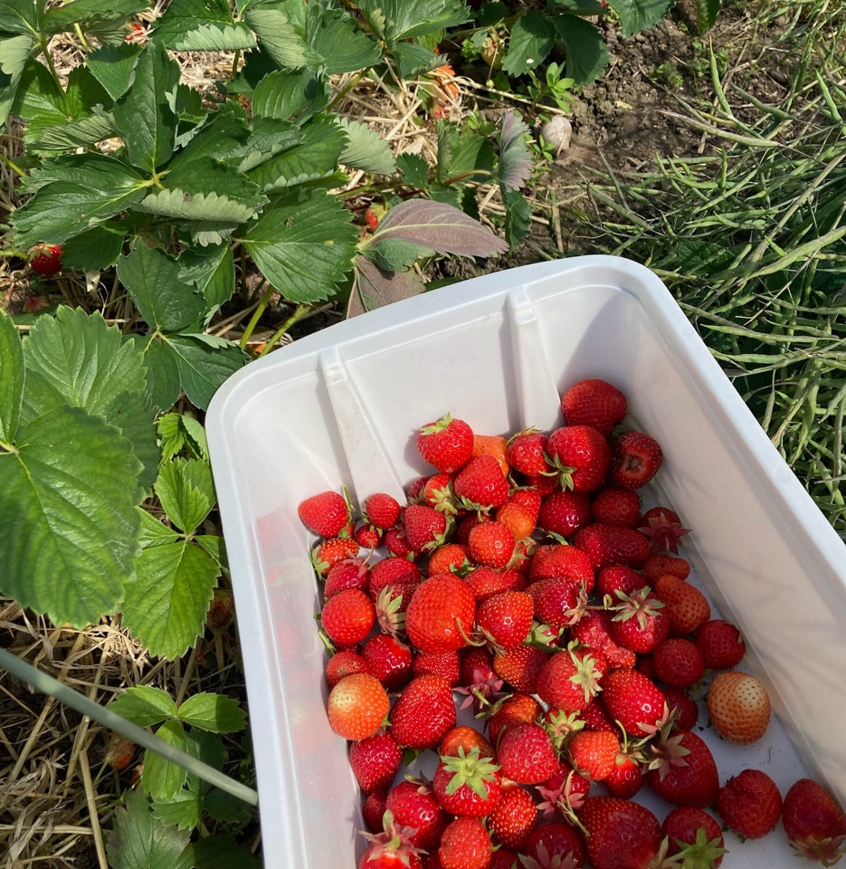 Plukker jordbaer picking strasberrries
