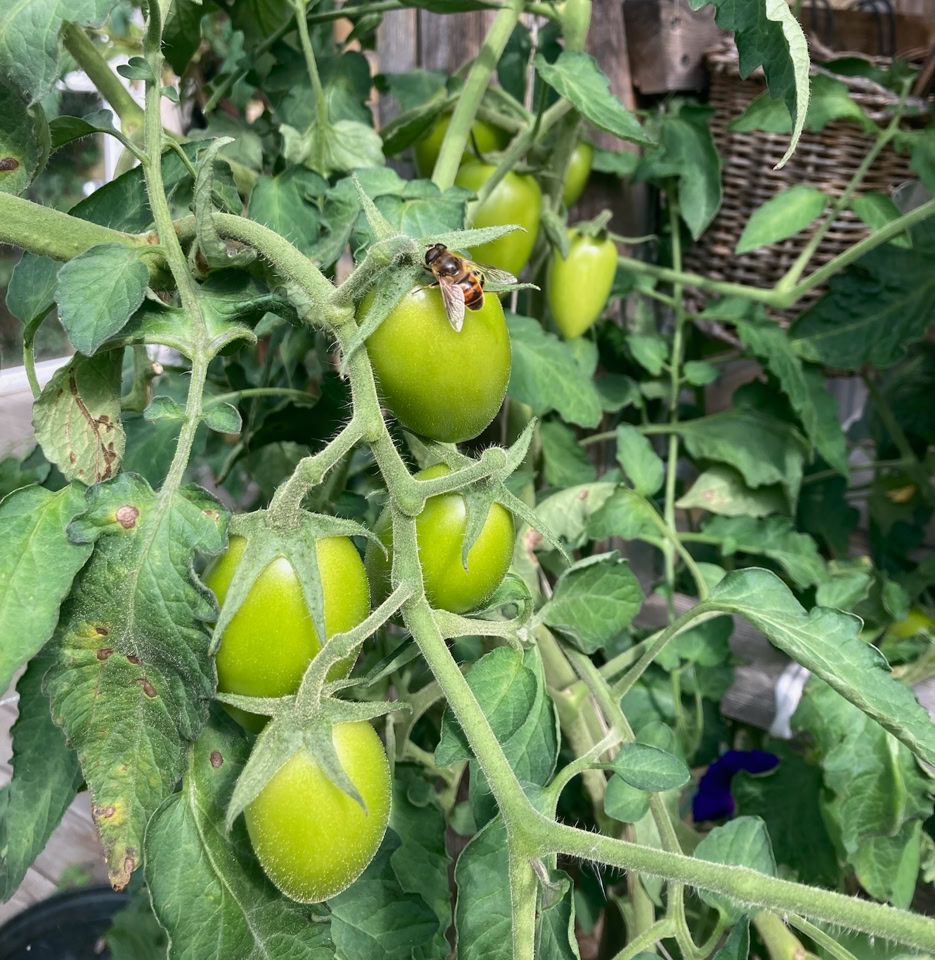 Orange tomat 