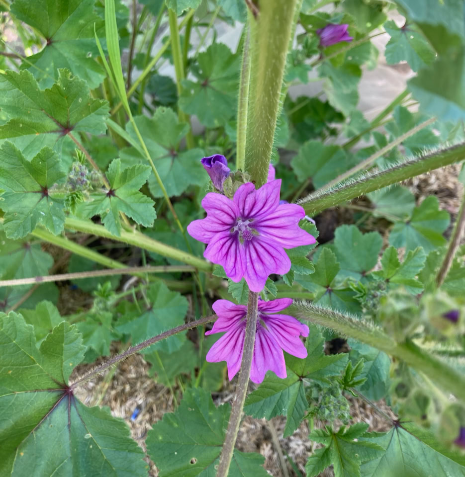 Malva katost - 