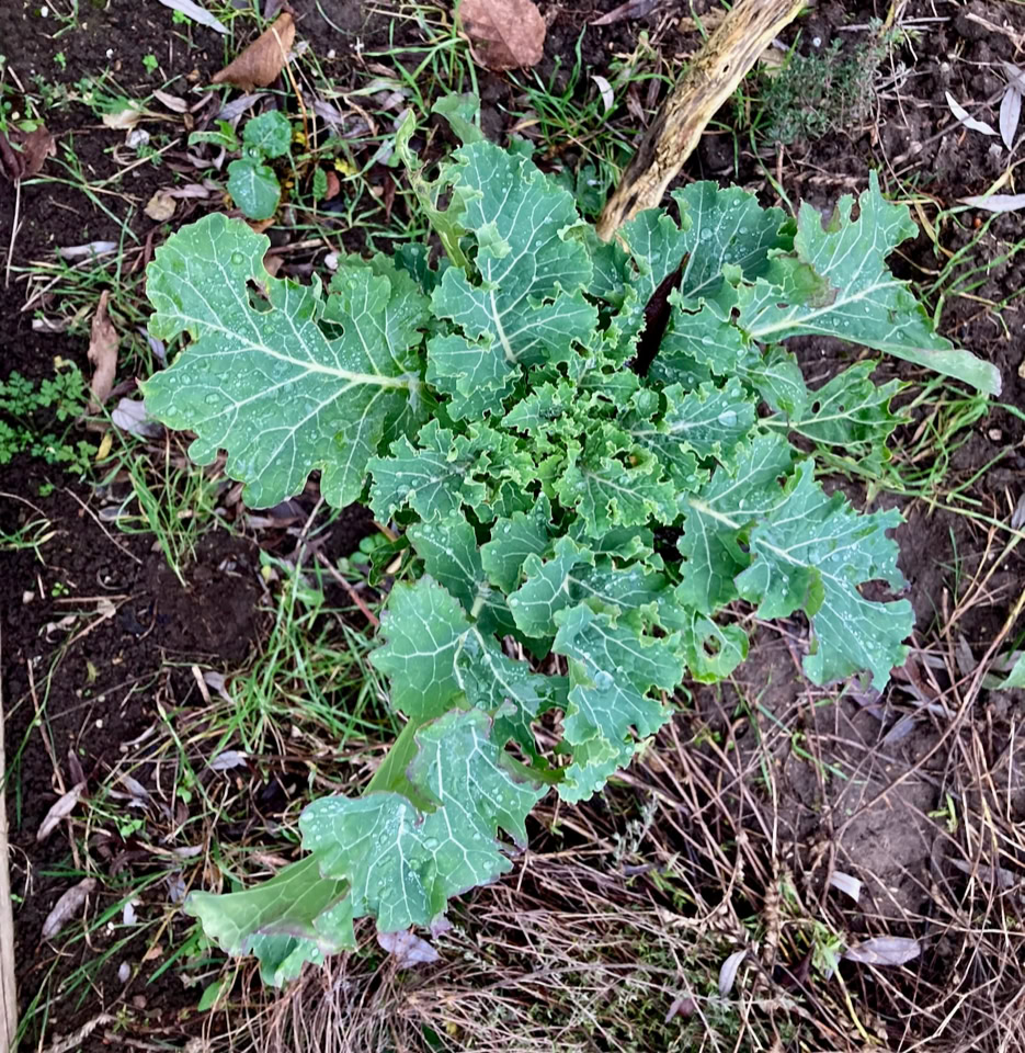 Chou Daubenton - Багаторічна капуста кале