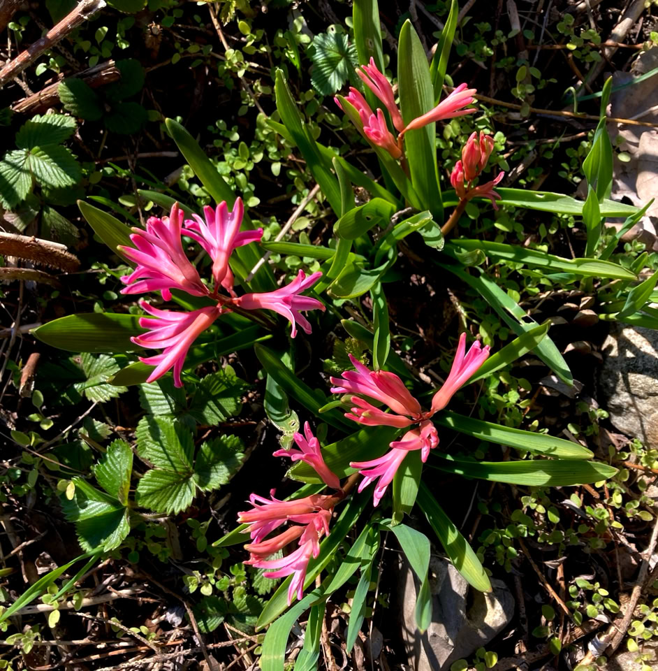 Rewilded hyacinths - Гіацинти знову дикі