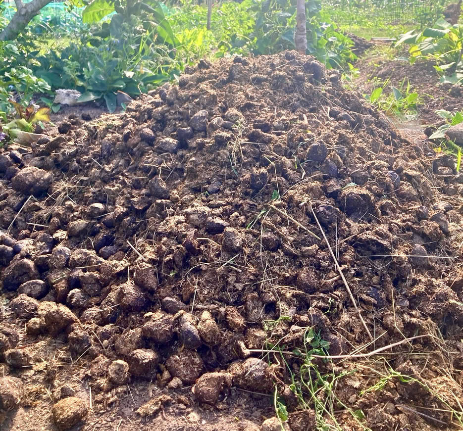 Horse manure - Кінський гній