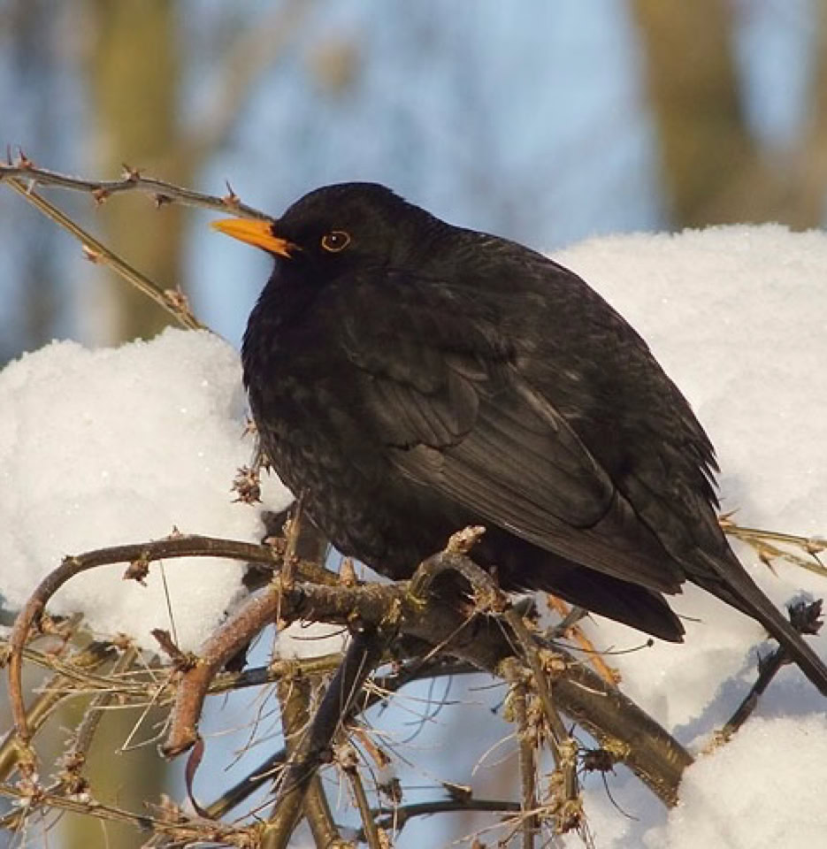 Blackbird garden - Чорний дрізд