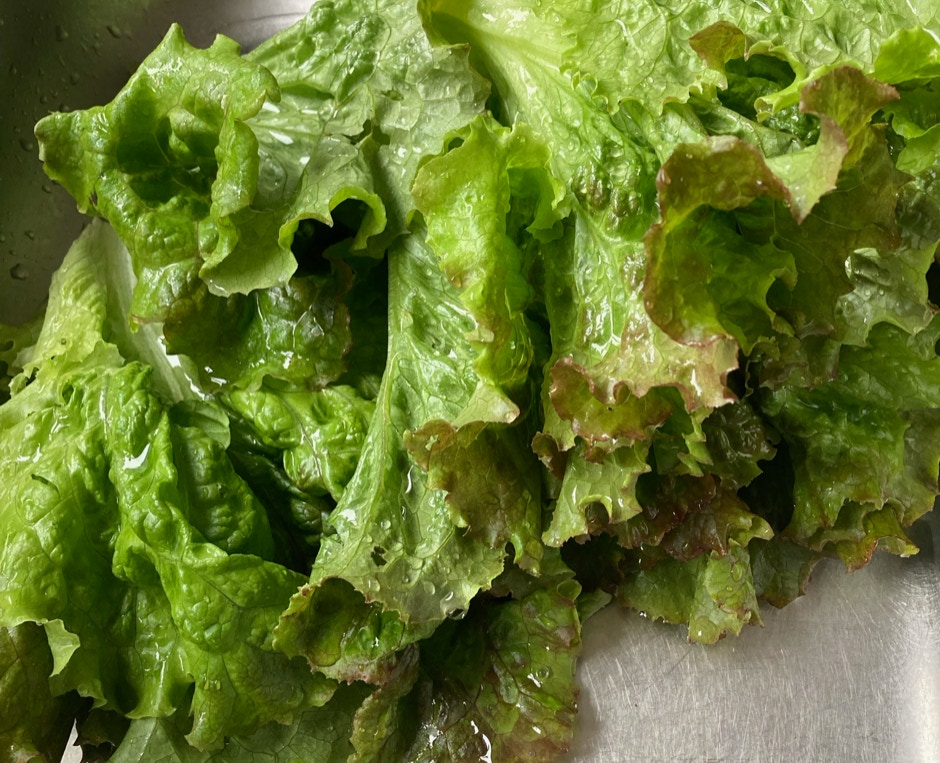 salat lettuce