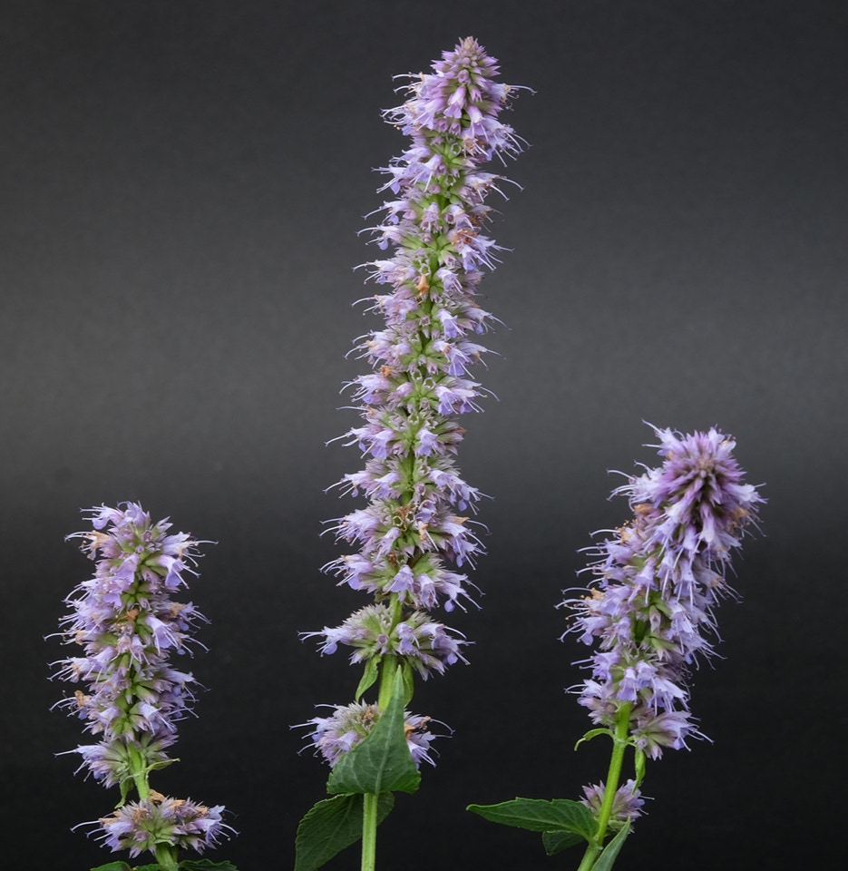 Nepeta Faassenii katteurt