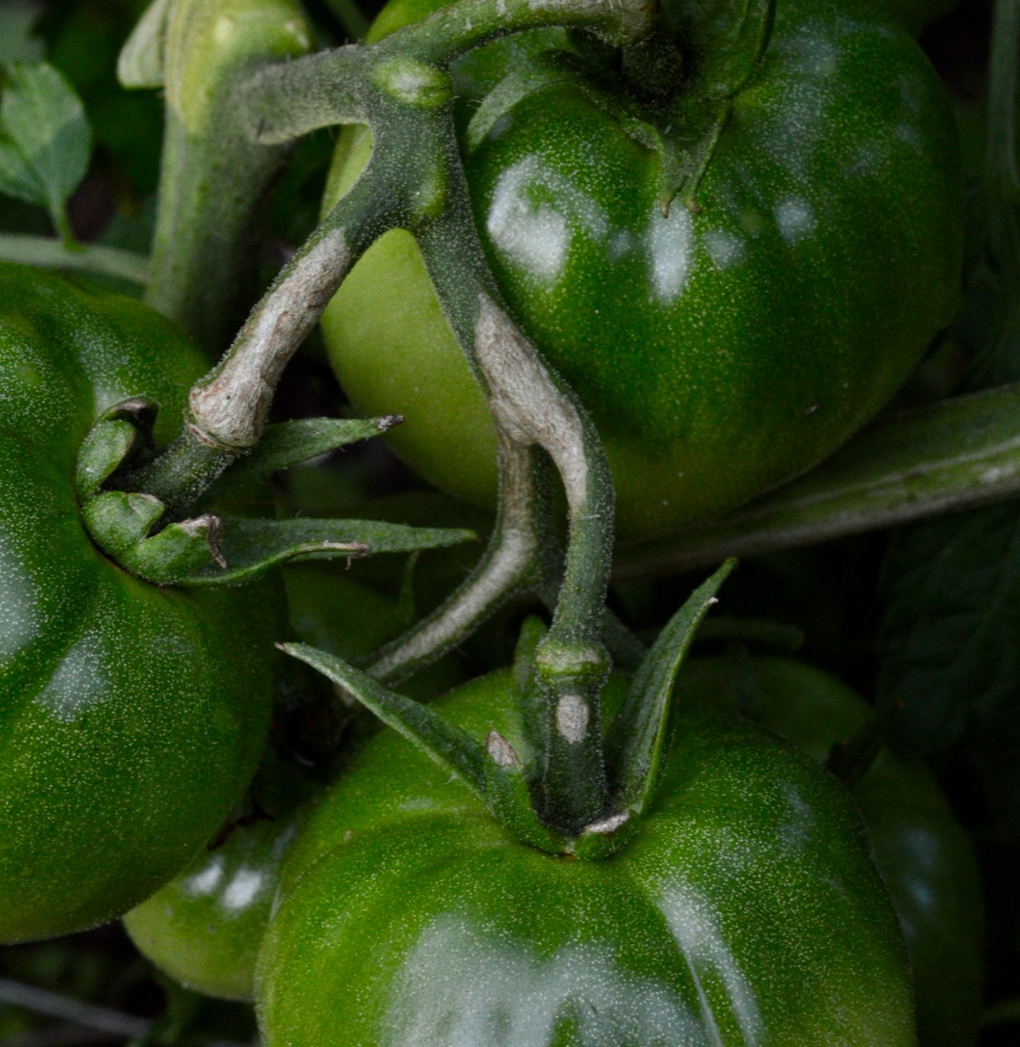 Rose de berne tomatoes tomat