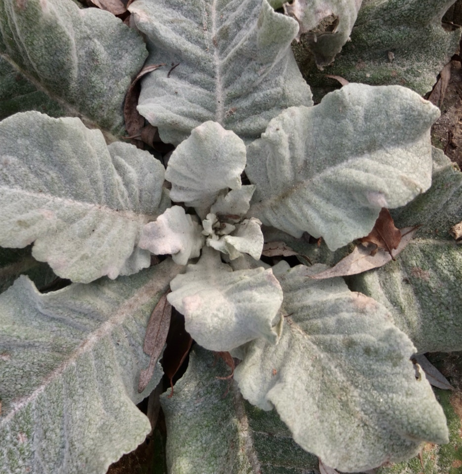 Verbascum bombyciferum