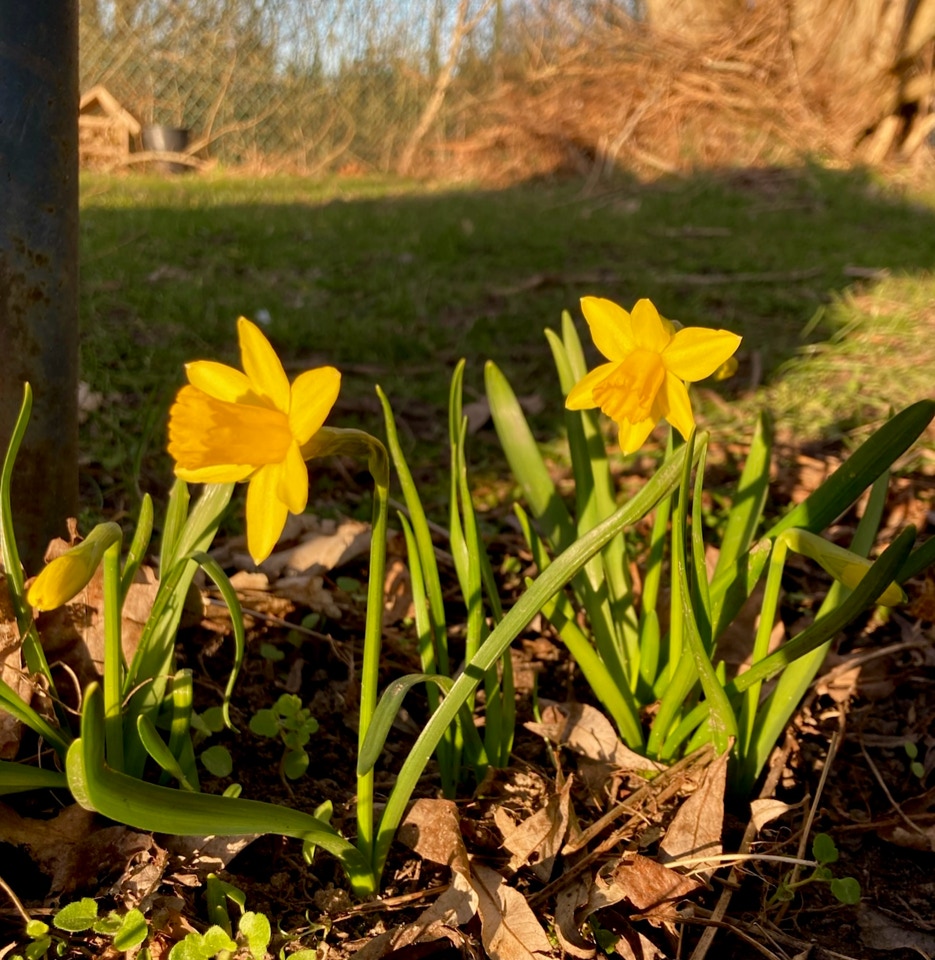 Paaskeliljer - Нарциси