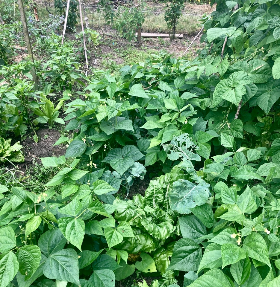 Bean beds  - Квасолеві грядки 