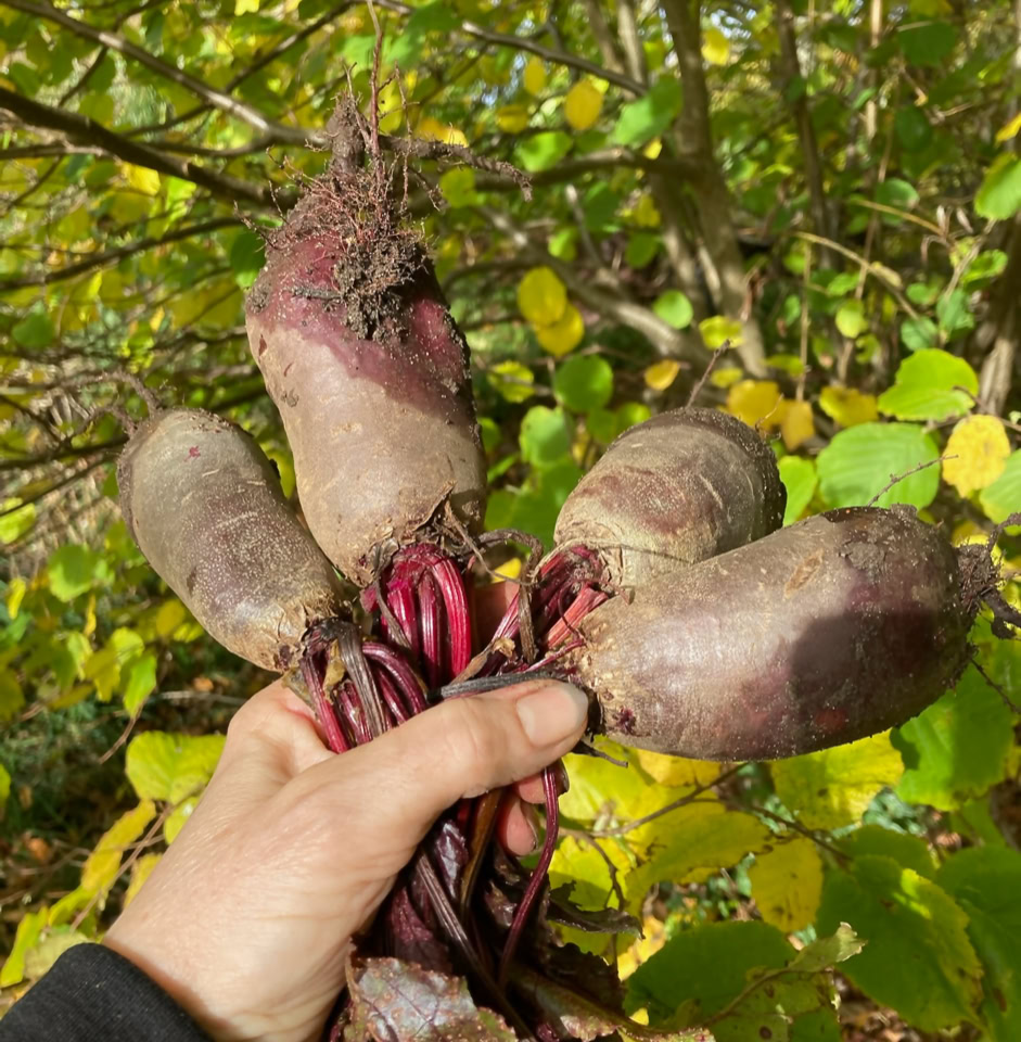 Beetroot - буряк