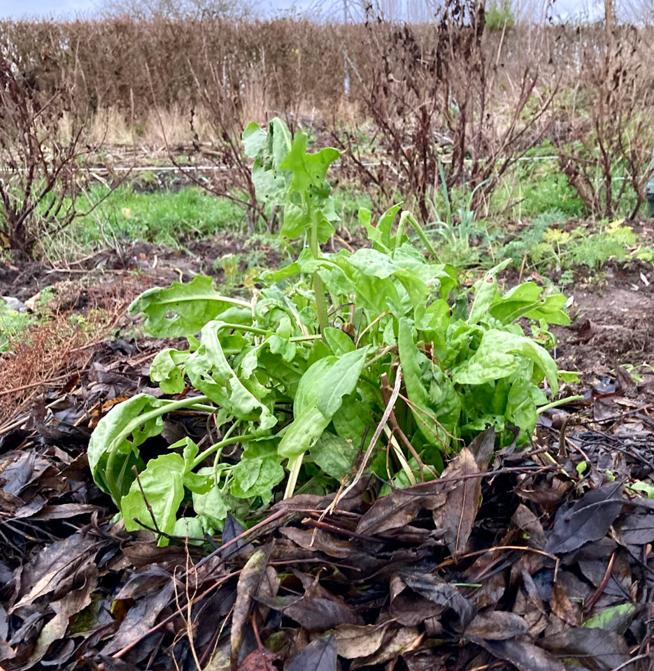 Sorrel - Щавель