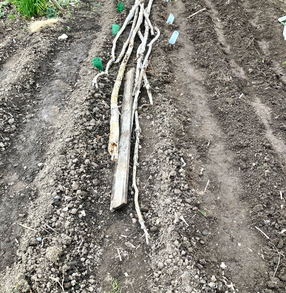 Kartoffelrækker Rows of potatoes spuds