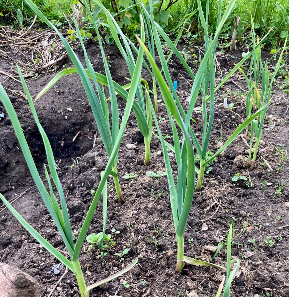 oeko hvidloeg organic garlic
