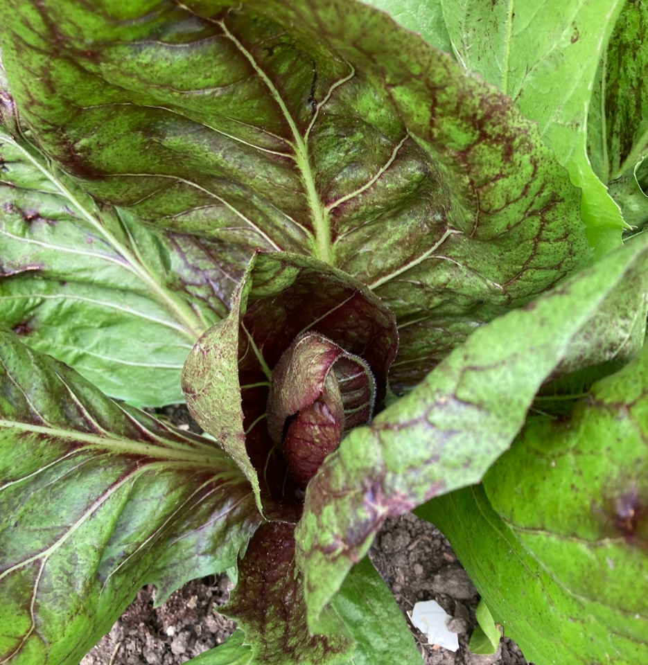 Radicchio Palla Rossa salat 
