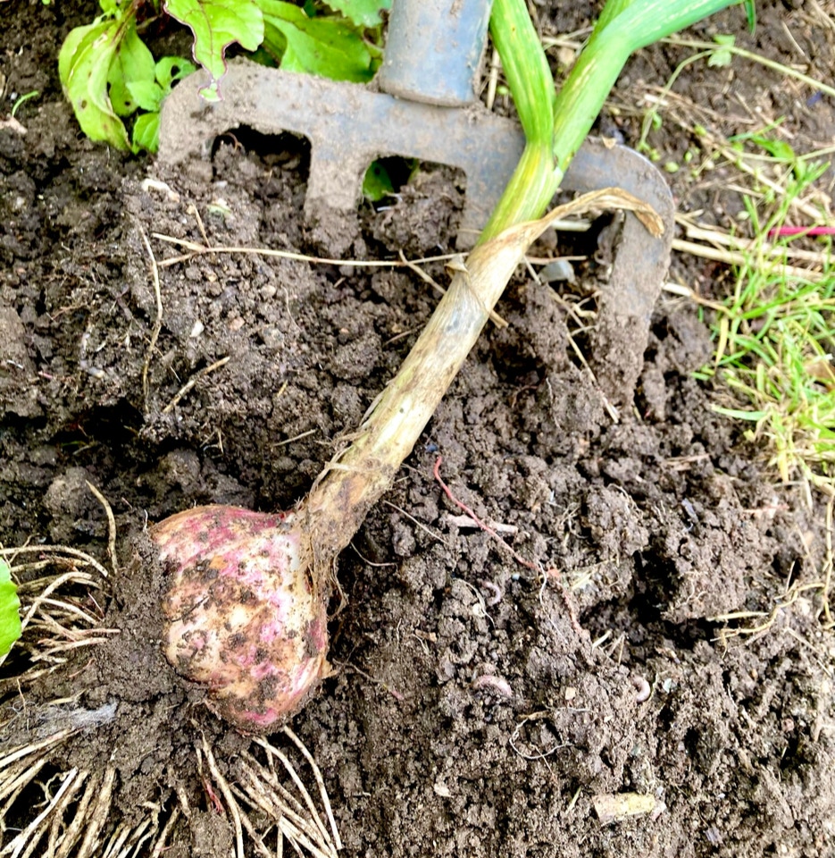 Ukrainsk hvidløg Lyubasha garlic