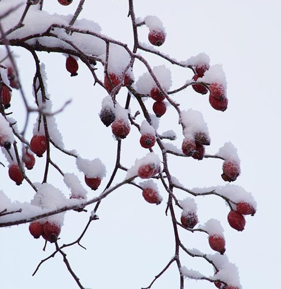 Hyben sne rose hip snow