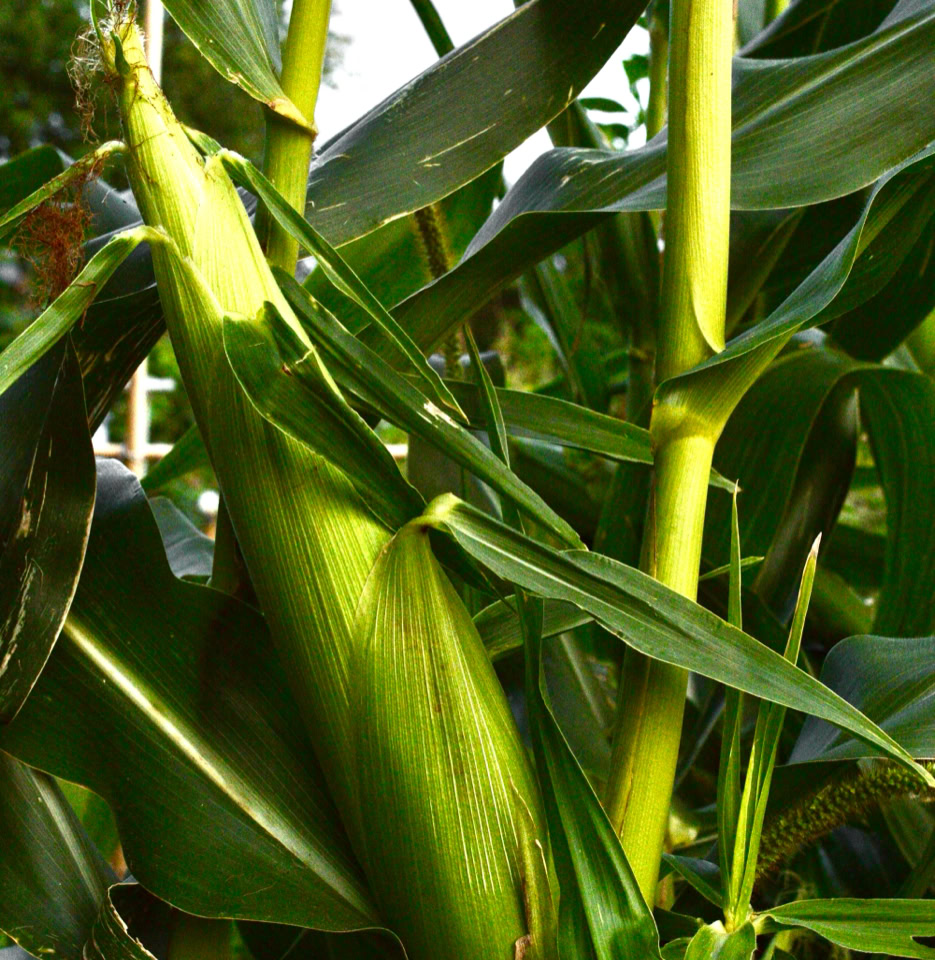 Majs Sweet corn 