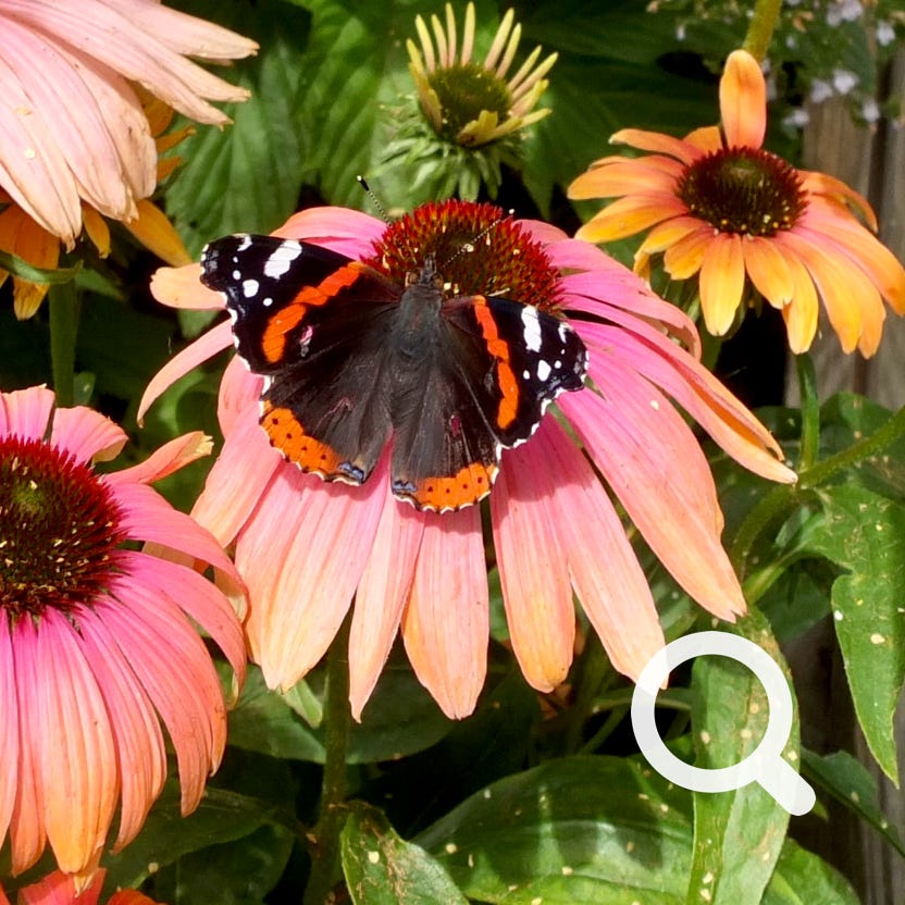 Admiral Vanessa atalanta