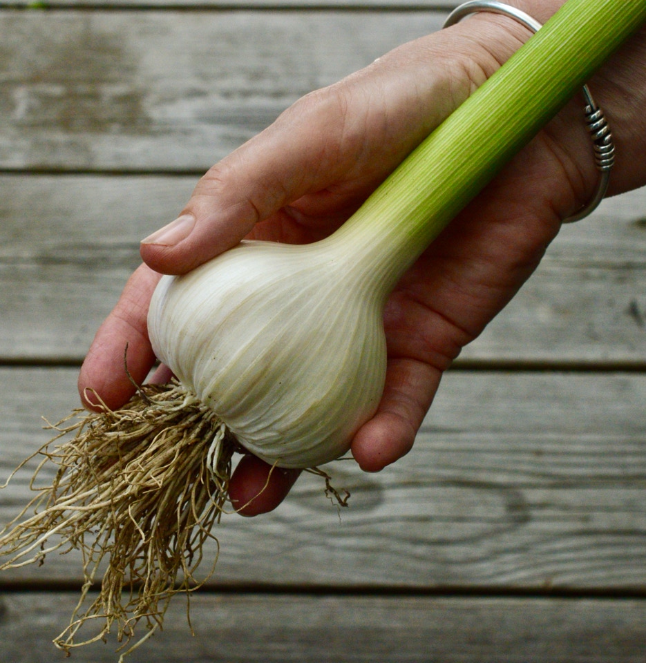 hvidloeg garlic hardneck