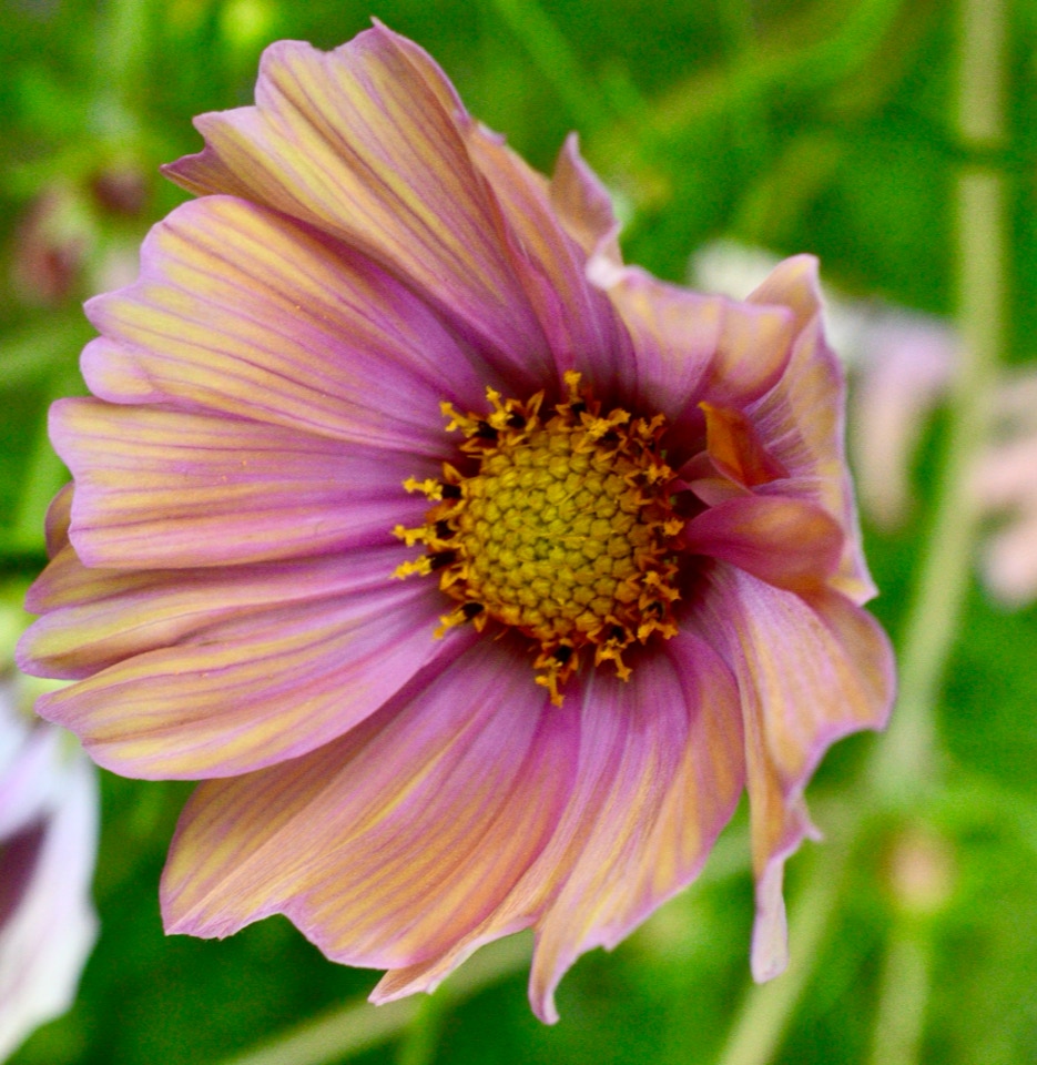   Stolt Kavaler, Cosmos ‘Apricotta' 