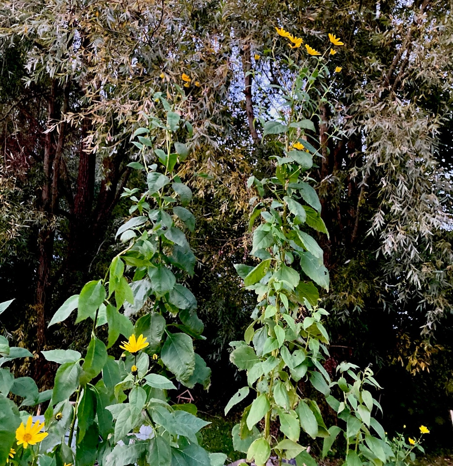 Jordskokker jerusalem artichokes