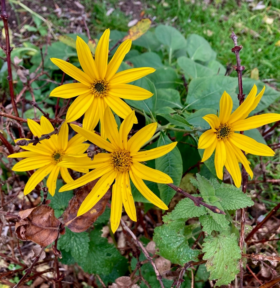 jordskok blomst sunchokes