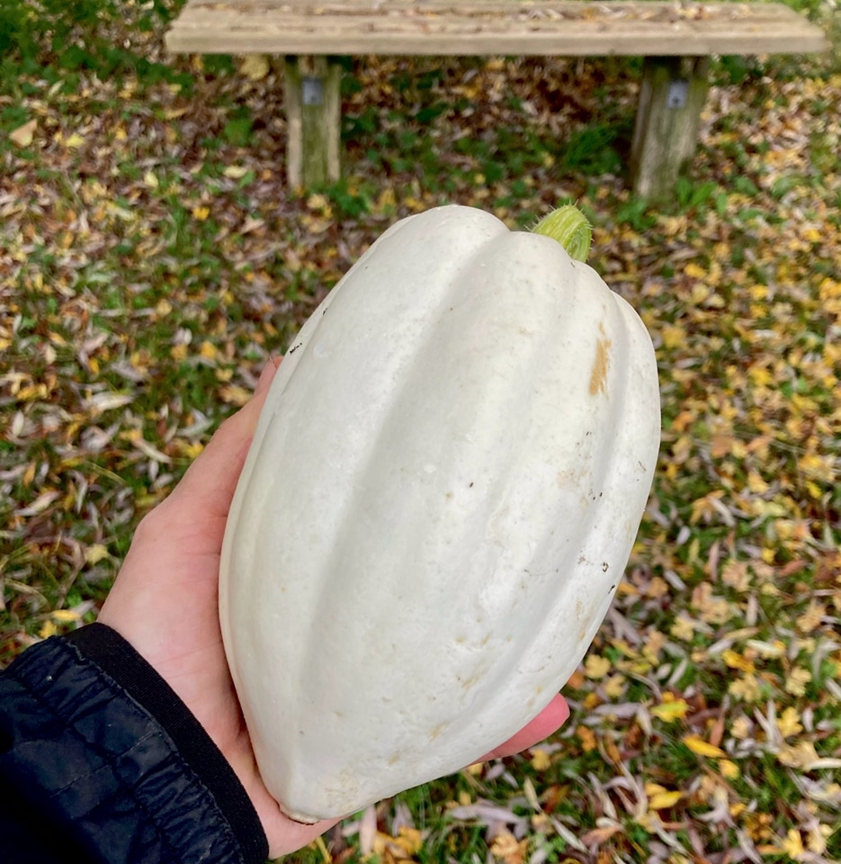 Mashed Potato squash