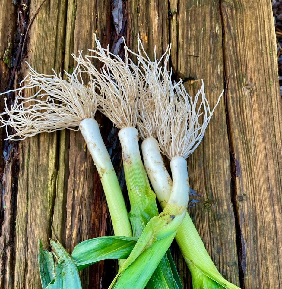 Leeks january - цибуля-порей