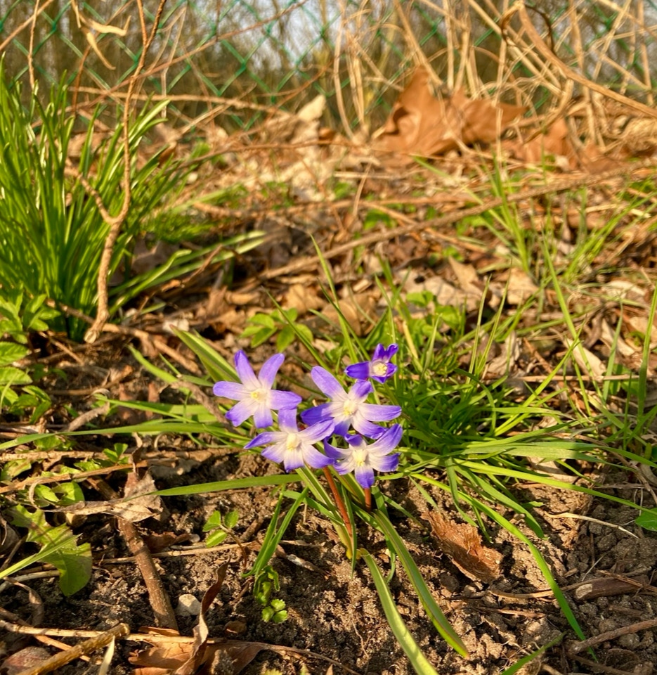 Glory snow - Вірний Scilla forbesii  