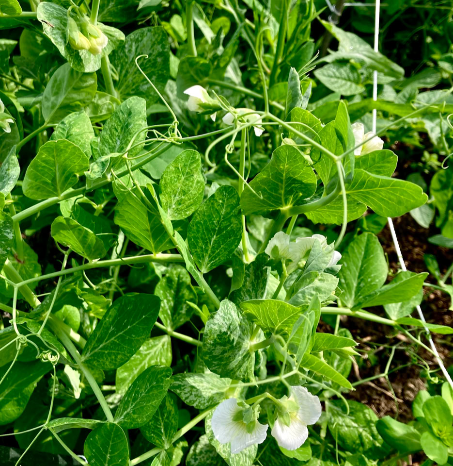 Blandede ærteplanter - Рослини гороху