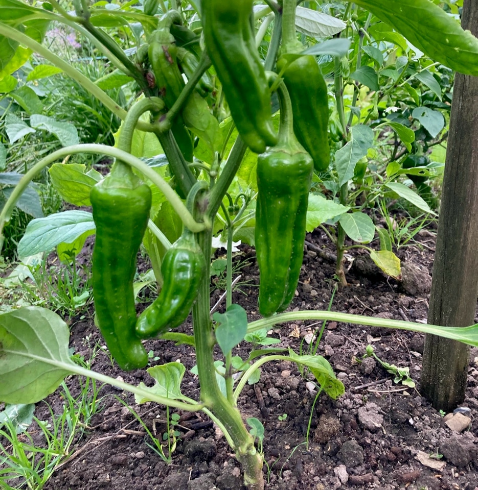 Pepper plant - Рослина перцю 