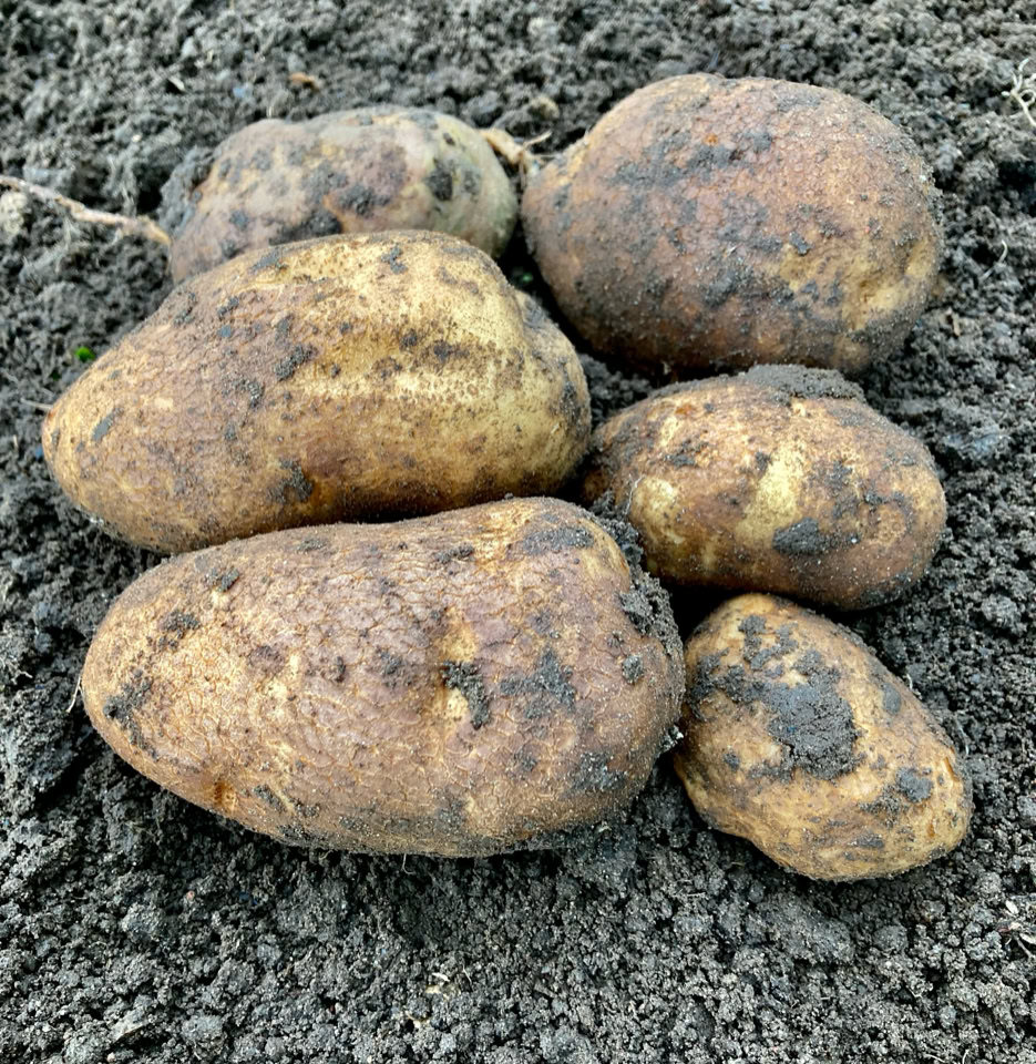 Kartofler Golden Wonder potatoes