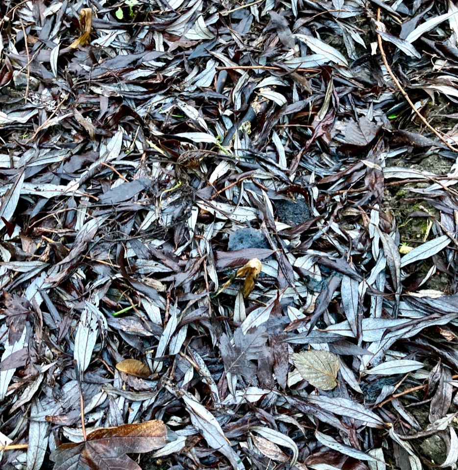 Pil blade jord regenerativ organic