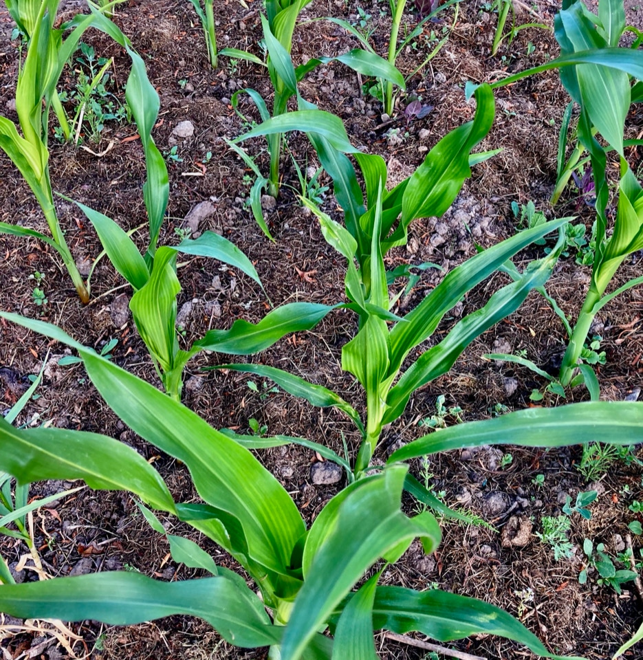Majs sweet corn Bantam