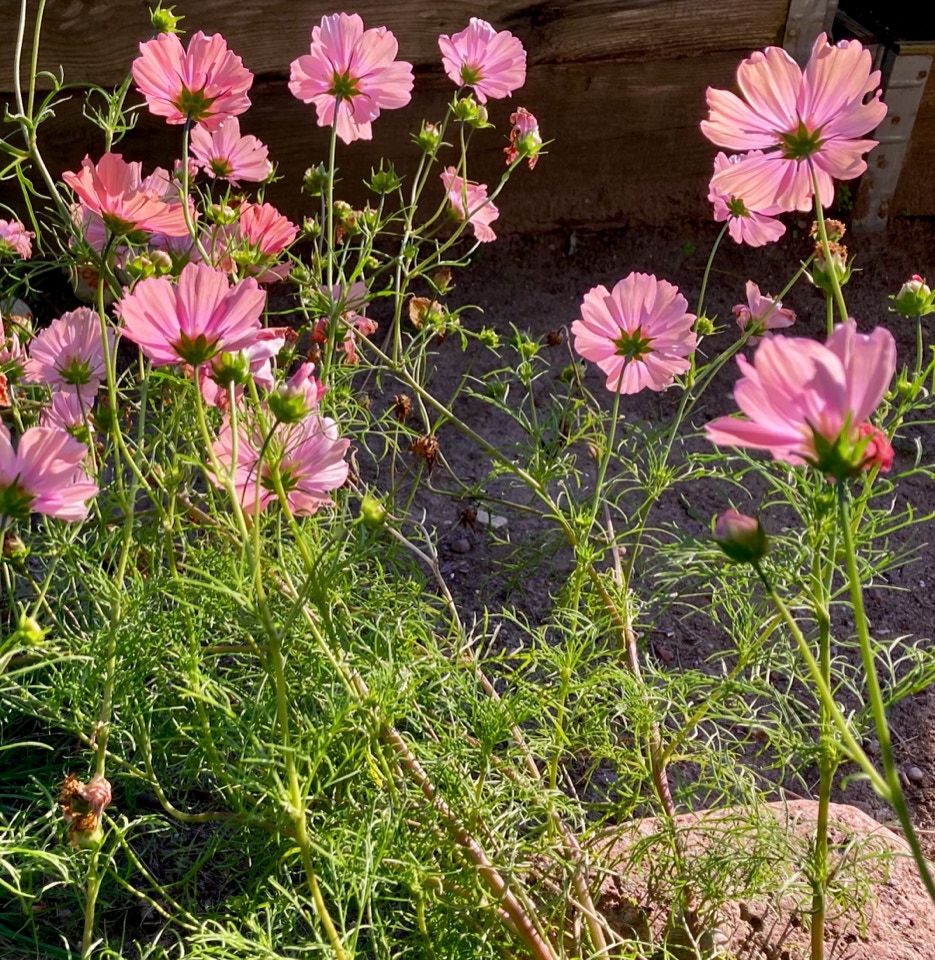 cosmos light pink