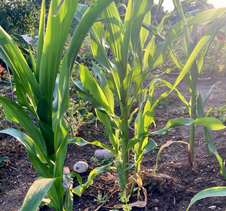 Sweet corn - Цукрова кукурудза