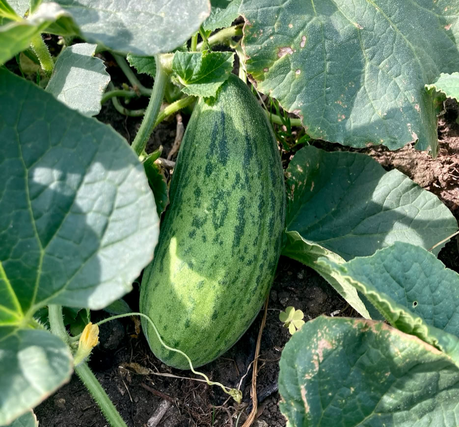 Cucumber melon - Огірок-диня