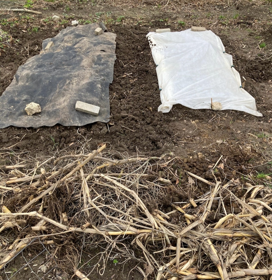 Raised beds hoejbede April 2024