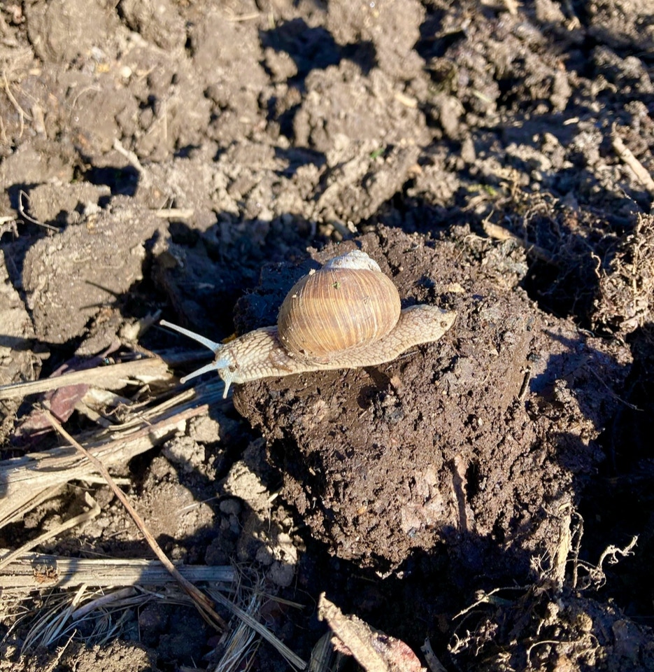 Helix pomatia vinbjergsnegl April 2024