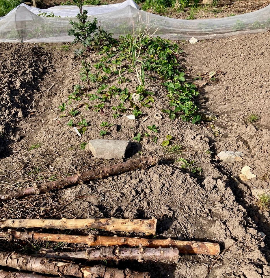 raised beds April 2024 