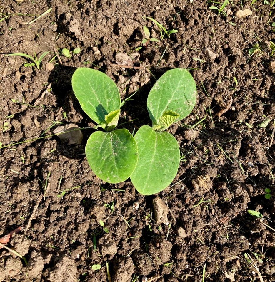  Ukrainsk græskar, Гарбуз Народний   