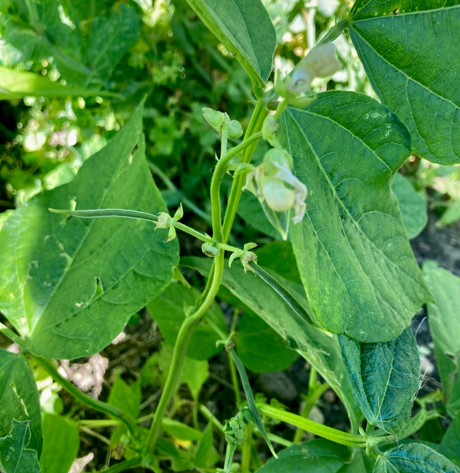 busk bønner Marona bush beans