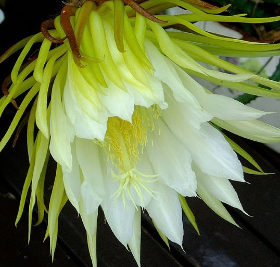 Nattens Dronning, Selenicereus grandiflorus, cactus flower