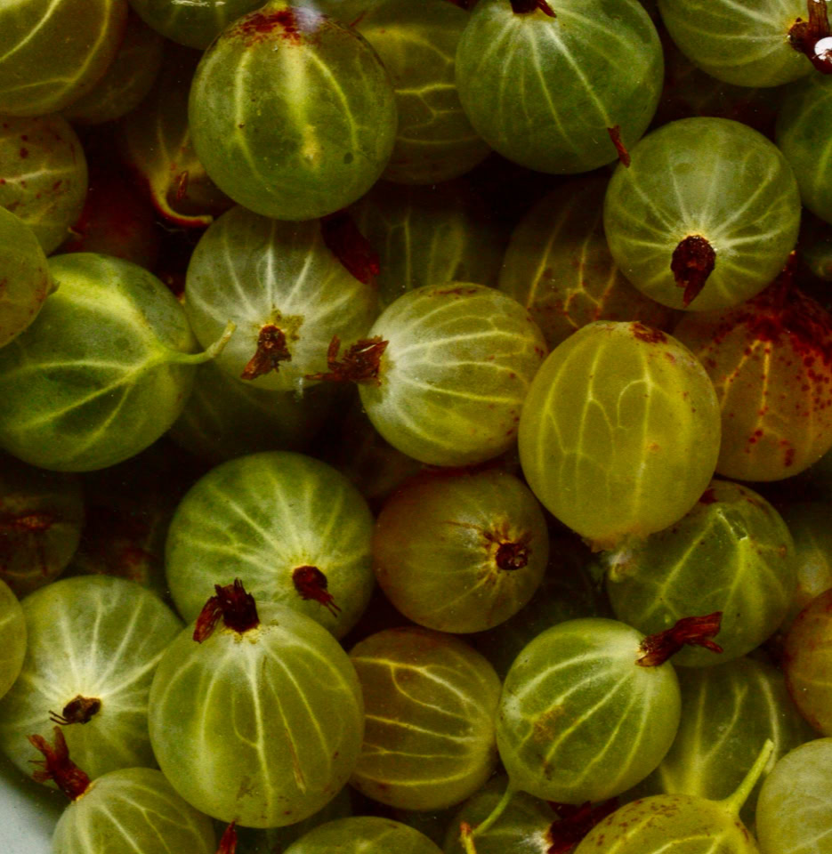 Stikkelsbær gooseberries