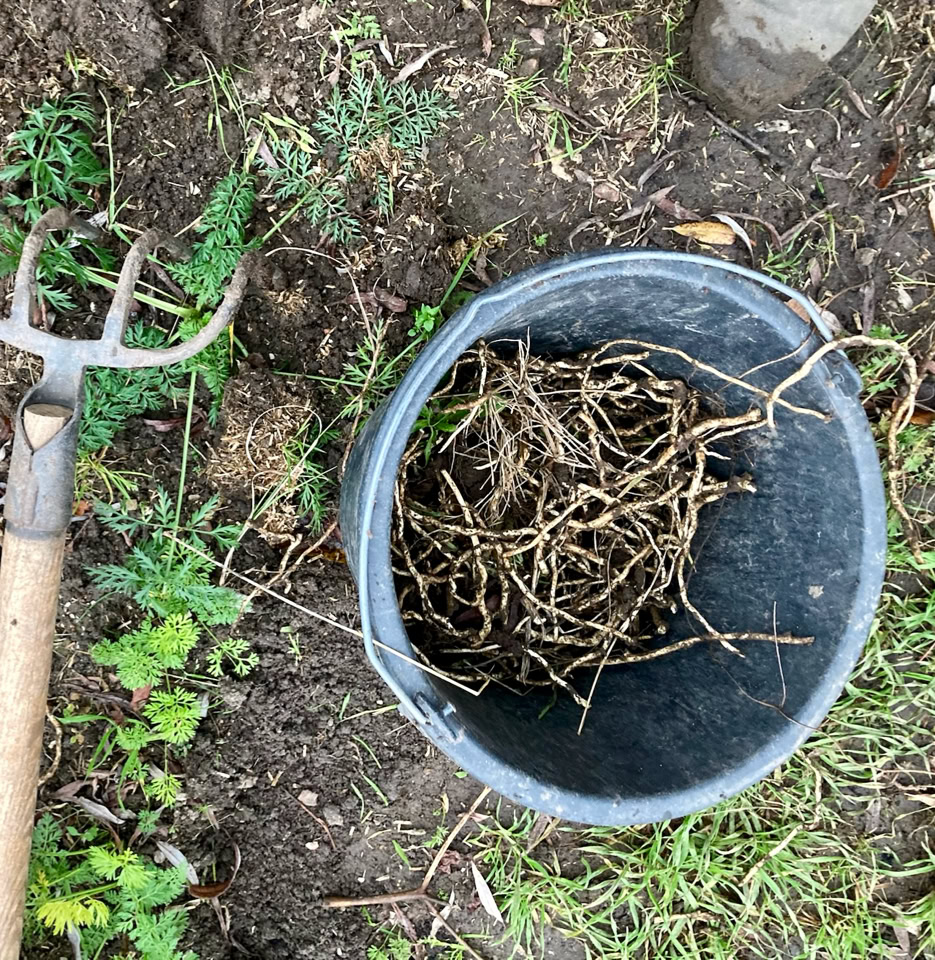 Bind weed - Берізка