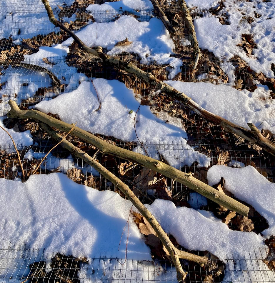Winter garden - Зимовий сад