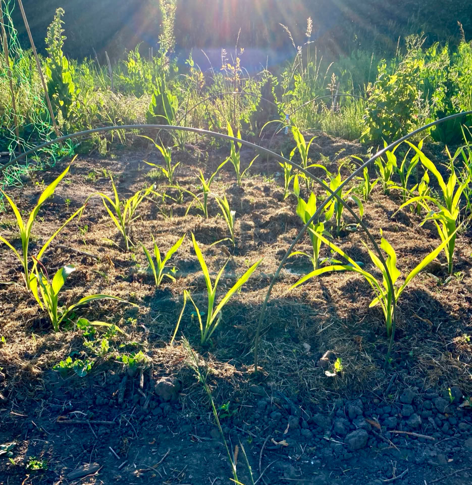 Majs Zea Mays