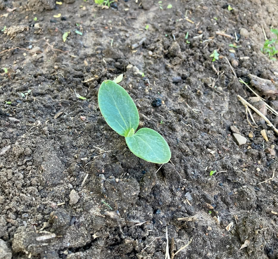 Zucchini seedling - Розсада кабачків