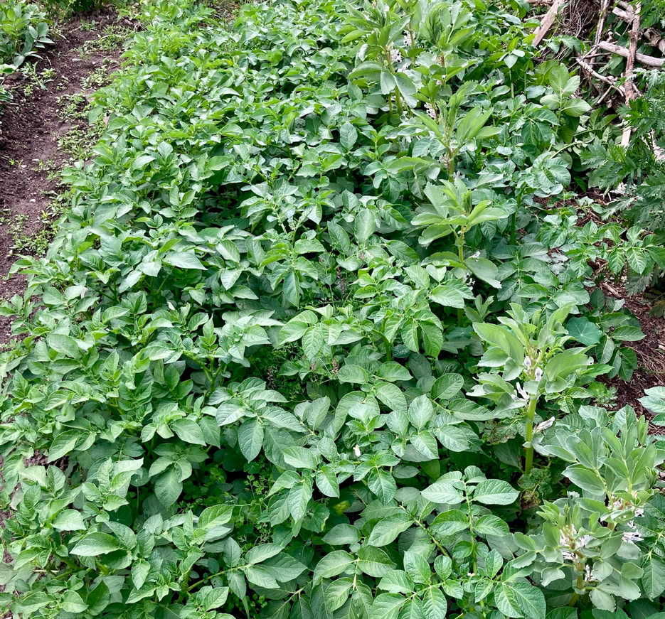 Potato plants - Картопляні рослини